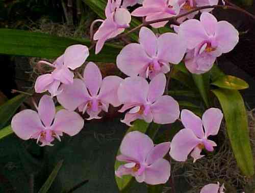 Phalaenopsis schilleriana 